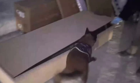 İstanbul’da hassas burun Leydi operasyonda