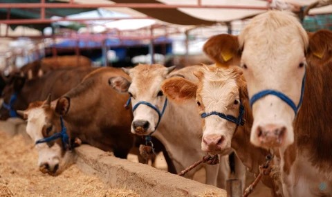 Kurban satış ve kesim yerlerinde yönelik tedbirler artırıldı