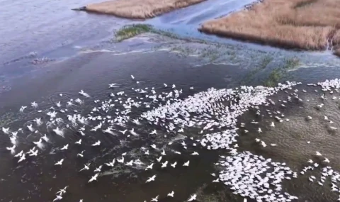 Kuşcenneti’nde görsel şölen... Yüzlerce Tepeli Pelikan aynı anda suya indi