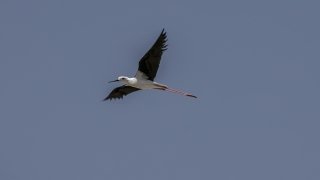 Reyhanlı Barajı göçmen kuşlara ev sahipliği yapıyor 