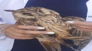 Yaralı bulunan kulaklı orman baykuşu koruma altına alındı