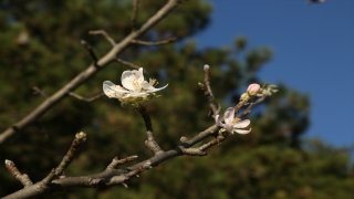 Kastamonu’da meyve ağaçları kış ayında çiçek açtı