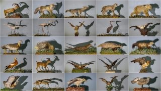 Van’da nesli koruma altındaki yaban hayvanları tahnit sanatıyla müzede tanıtılacak