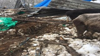 Şile’de kar yağışı nedeniyle çatısı çöken ahırdaki 10 hayvan telef oldu