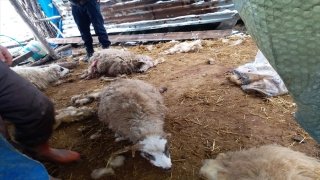 Düzce’de kurtların saldırdığı 13 koyun telef oldu