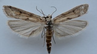 Ağrı Dağı’nda yeni bir kelebek türü tespit edildi