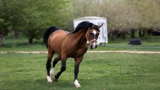 İran’da Kaşkay Türklerinin yüzyıllardır yetiştirdiği asil atları servet değerinde