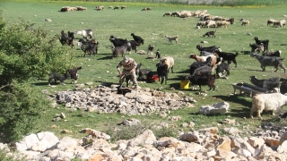 Suların çekildiği Beyşehir Gölü’nde besiciler hayvanların su ihtiyacını kuyulardan karşılıyor