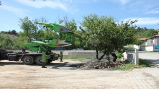 Kastamonu’da inşaat bölgesinde kalan 8 ağaç sökülerek hastane bahçesinde dikildi