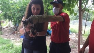 Osmaniye’de otomobilin motor bölümüne sıkışan kedi yavrusunu itfaiye kurtardı
