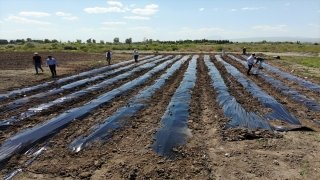 Çiftçiler ”meyve yetişmez” denilen Ağrı’da devlet desteğiyle kurulan seralarda 240 ton çilek rekoltesi bekliyor