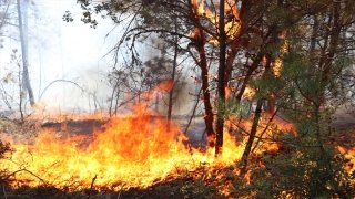 Kastamonu’da çıkan orman yangını söndürülmeye çalışılıyor