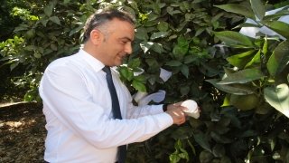 Adana’da turunçgil bahçelerine 30 bin faydalı böcek salındı