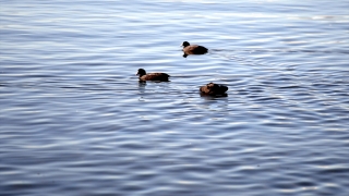 Çıldır Gölü’nde üreme dönemini tamamlayan martılar göçe hazırlanıyor