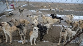 Iğdır’da dağa terk edilen köpekleri belediye ekipleri kurtardı