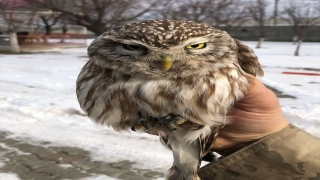Iğdır’da donmak üzere olan kukumav kuşu kurtarıldı