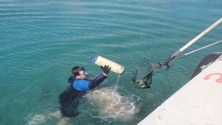 Datça’daki balıkçı barınaklarında deniz dibi temizliği yapıldı