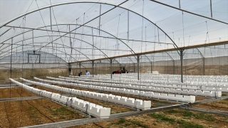 TİKA’dan Filistinli yerel kooperatiflere tarım desteği