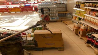 Yalova’da market rafında bulunan yılan doğaya bırakıldı