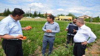 Kahramankazan’da belediye çalışanları, ihtiyaç sahipleri için sebze üretiyor