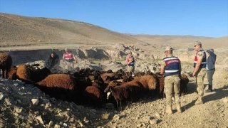 Iğdır’da çalınan 118 koyunu JASAT ekibi buldu
