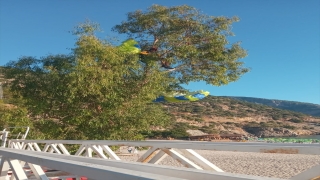 Fethiye’de yamaç paraşütü ağaca dolanan kişi kurtarıldı